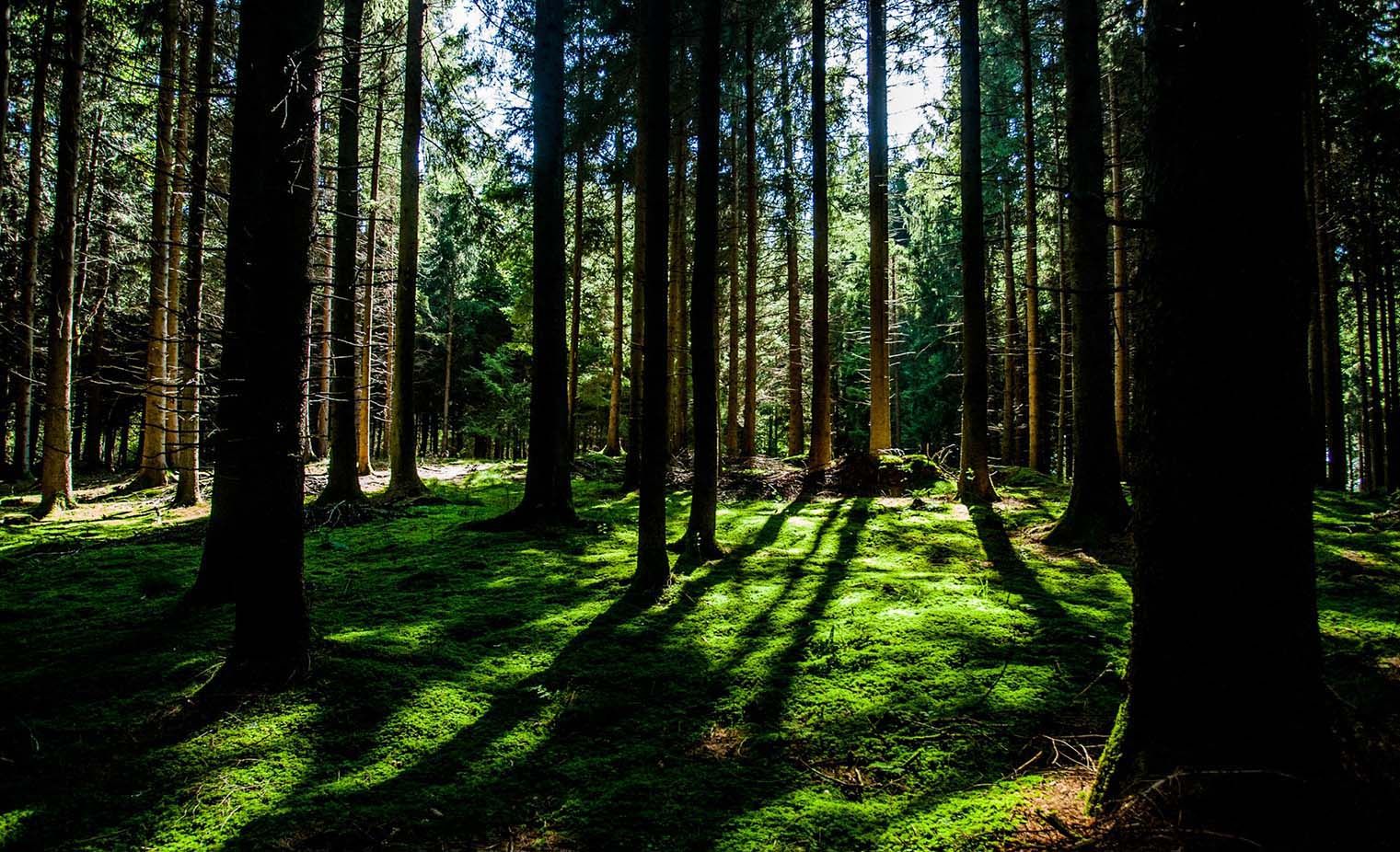 Achtsamkeit - Psychotherapie - Inge Reutterer - Wien